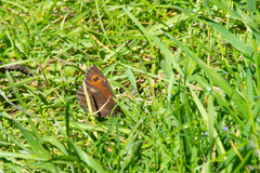 Erebia ligea