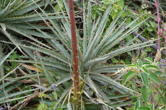 Puya aequatorialis