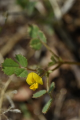 Medicago truncatula