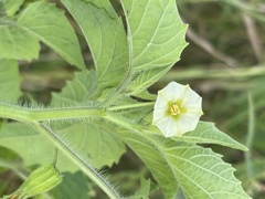 Physalis pubescens