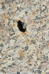 Harpalus chalcentus