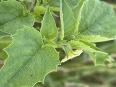 Physalis pubescens