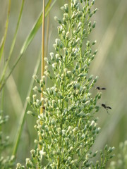 Baccharis coridifolia