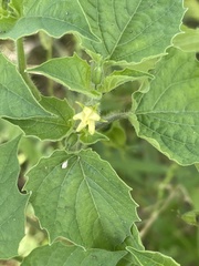Physalis pubescens