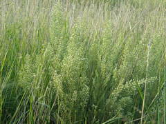 Baccharis coridifolia