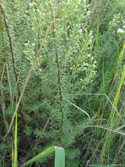 Baccharis coridifolia