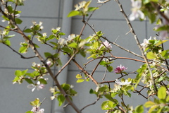 Malus spectabilis