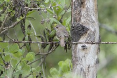 Euscarthmus meloryphus