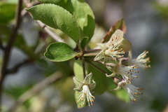 Malus spectabilis