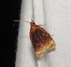 Platynota flavedana