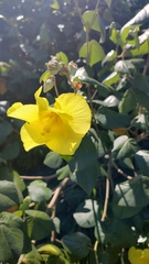 Hibiscus tiliaceus pernambucensis