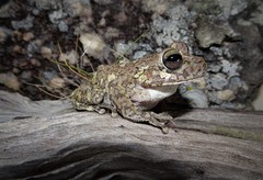 Bokermannohyla pseudopseudis