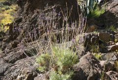 Lavandula buchii