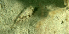 Chalinops pauciradiatus