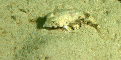Chalinops pauciradiatus