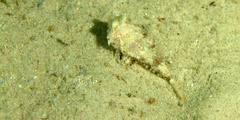 Chalinops pauciradiatus
