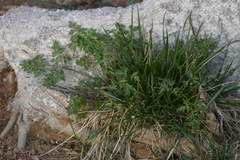 Changium smyrnioides
