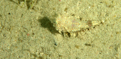 Chalinops pauciradiatus