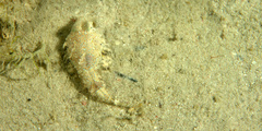 Chalinops pauciradiatus
