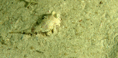 Chalinops pauciradiatus