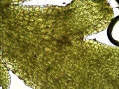 Riccardia chamedryfolia