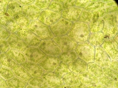 Riccardia chamedryfolia