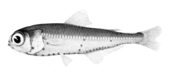 Pearly Lanternfish photo 2