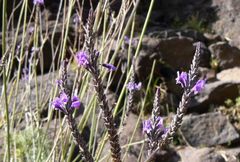 Lavandula buchii