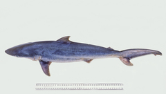 Carcharhinus brevipinna