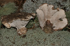 Phellodon fuligineoalbus