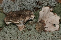 Phellodon fuligineoalbus
