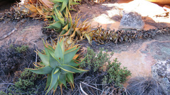 Aloe perfoliata