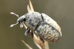 Larinus minutus