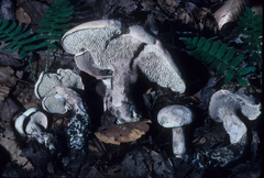 Phellodon violascens