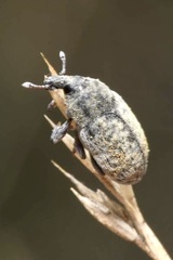 Larinus minutus