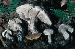 Phellodon violascens