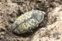 Larinus minutus