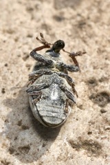 Larinus minutus