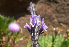 Lavandula buchii