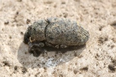 Larinus minutus
