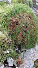 Armeria maritima maritima