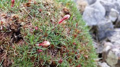 Armeria maritima maritima