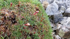 Armeria maritima maritima