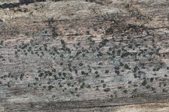 Berkleasmium conglobatum