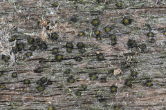 Berkleasmium conglobatum