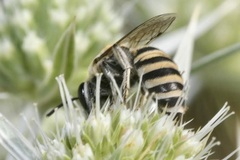 Colletes hylaeiformis