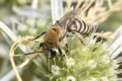 Colletes hylaeiformis
