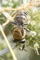 Colletes hylaeiformis