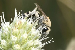Colletes hylaeiformis
