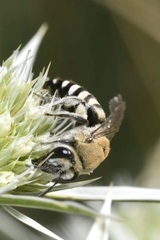 Colletes hylaeiformis